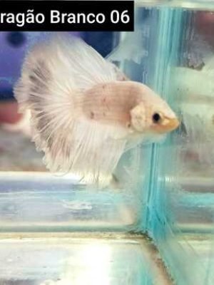 Betta Macho Dragon Branco 4-6cm