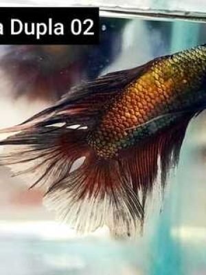 Betta Macho Cauda Dupla 3-5cm