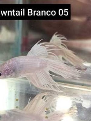 Betta Macho Crowntail White 3-5cm