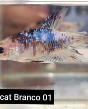 Betta Macho Plakat 3-6cm