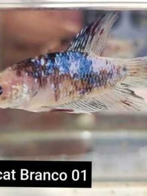 Betta Macho Plakat 3-6cm