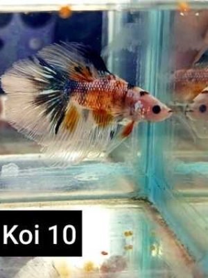 Betta Macho Koi 3-5cm