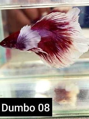 Betta Macho Dumbo 3-5cm