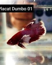 Betta Macho Dumbo Plakat 3-4cm