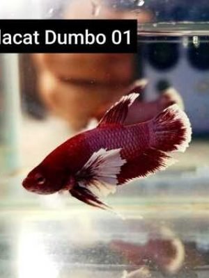 Betta Macho Dumbo Plakat 3-4cm