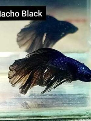 Betta Macho Full Black 3-5cm