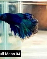 Betta Macho Halfmoon 3-5cm