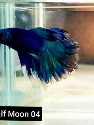 Betta Macho Halfmoon 3-5cm