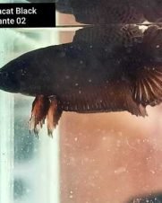Betta Macho Black Diamante Plakat 3-6cm