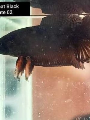 Betta Macho Black Diamante Plakat 3-6cm