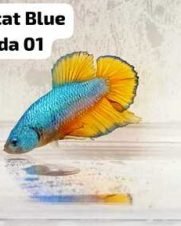 Betta Macho Blue Mustard Plakat 3-4cm