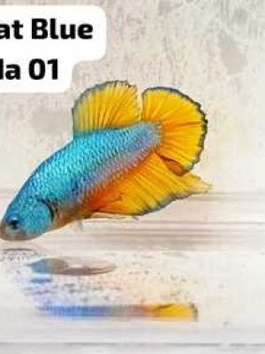 Betta Macho Blue Mustard Plakat 3-4cm