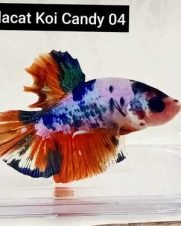 Betta Macho Koi Candy Plakat 3-4cm