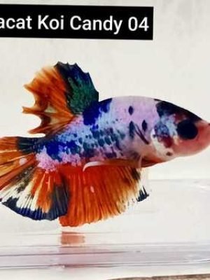 Betta Macho Koi Candy Plakat 3-4cm