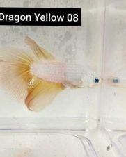 Betta Macho Dragon Yellow 4-6cm
