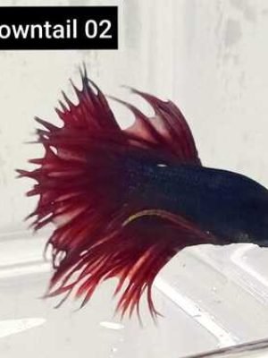 Betta Macho Crowntail 3-5cm