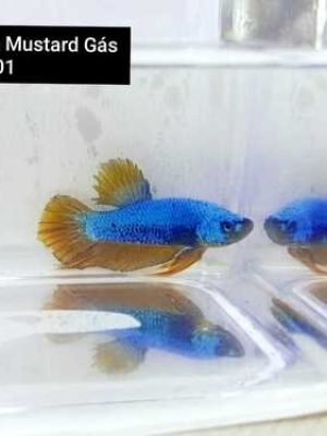 Betta Macho Mustard Gas Plakat 3-4cm