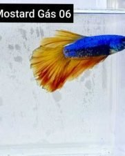 Betta Macho Mustard Gas 4-6cm