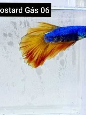 Betta Macho Mustard Gas 4-6cm