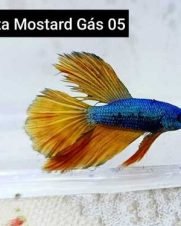 Betta Macho Mustard Gas 4-6cm
