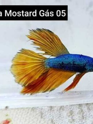 Betta Macho Mustard Gas 4-6cm