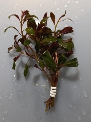 Rotala Bonsai