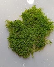 Micranthemum Cuba