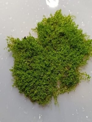 Micranthemum Cuba