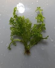 Samambaia d'água Crespa