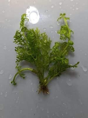 Samambaia d'água Crespa