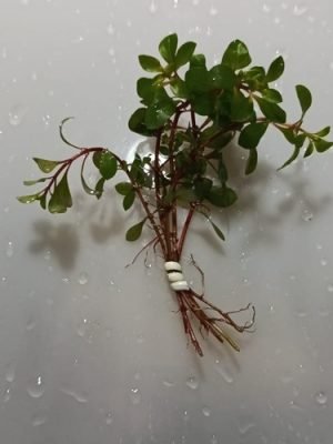 Bacopa monnieri
