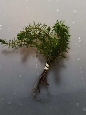 Mayaca Fluviatilis