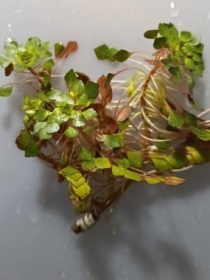 Ludwigia Sedoides