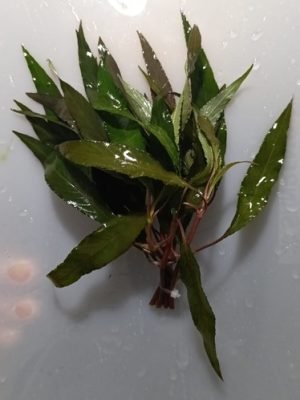 Hygrophila Pantanal
