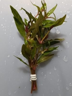 Hygrophila polysperma ‘Rosanervig’