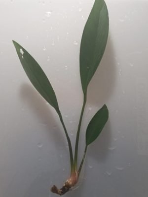 Anubia Lanceolata