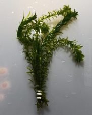 Elodea