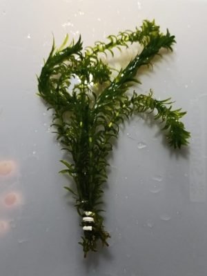 Elodea