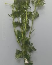 Cabomba Caroliniana Verde