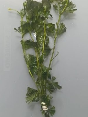 Cabomba Caroliniana Verde