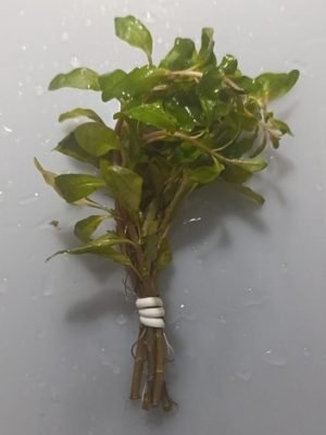 Ludwigia Repens