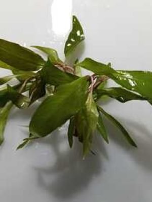Hygrophila Vender