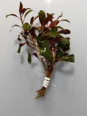 Ludwigia Glandulosa