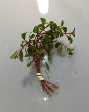 Ludwigia Palustris