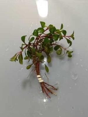 Ludwigia Palustris