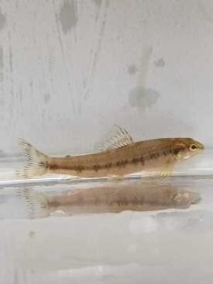 Mocinha 2-4cm