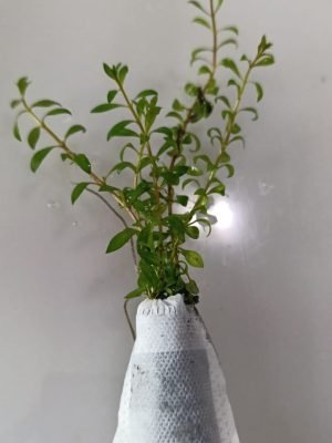 Rotala Rotundifolia