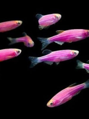 Paulistinha Pink 2-3cm