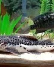 Cachapira 16-19cm Cachapira 16-19cm