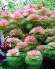 Cabomba Furcata 3 ramos